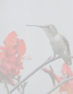 birds resting on branches with red flowers